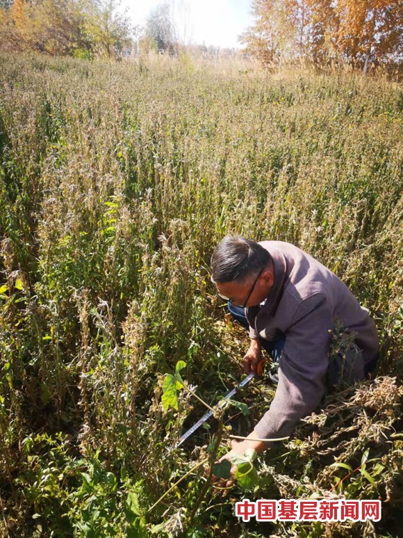 使用除草剂后月见草抑制生长 农户损失惨重