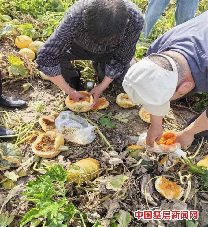 50亩葫芦田水淹之殇，科学鉴定精确定损