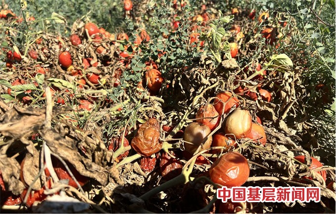 210亩加工番茄产量损失评估：张某的困扰与期待